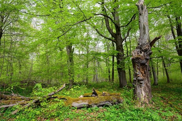 Forderungen zum Tag der deutschen Buchenwlder am 25. Juni