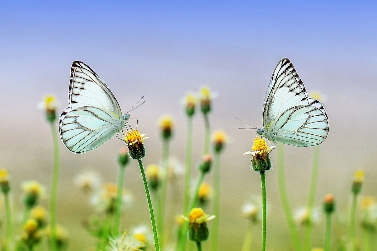 Ameise, Biene und Co. - Warum sterben die Insekten? Untersttzung von Grundschulprojekt