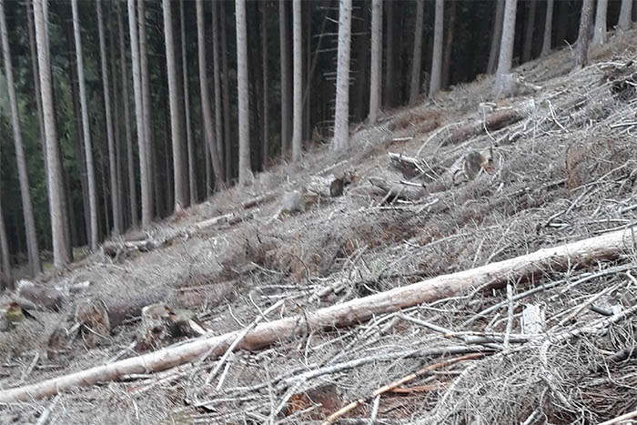 Waldbegehung im Gemeindewald Caan