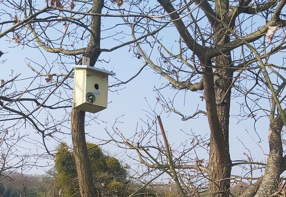 Wohnungsangebot fr insektenfressende Meisen. Foto: Ortsgemeinde Caan