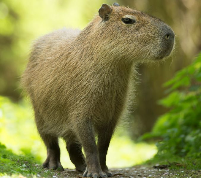 Eine schrecklich nette Familie: Meerschweinchen im Zoo Neuwied 