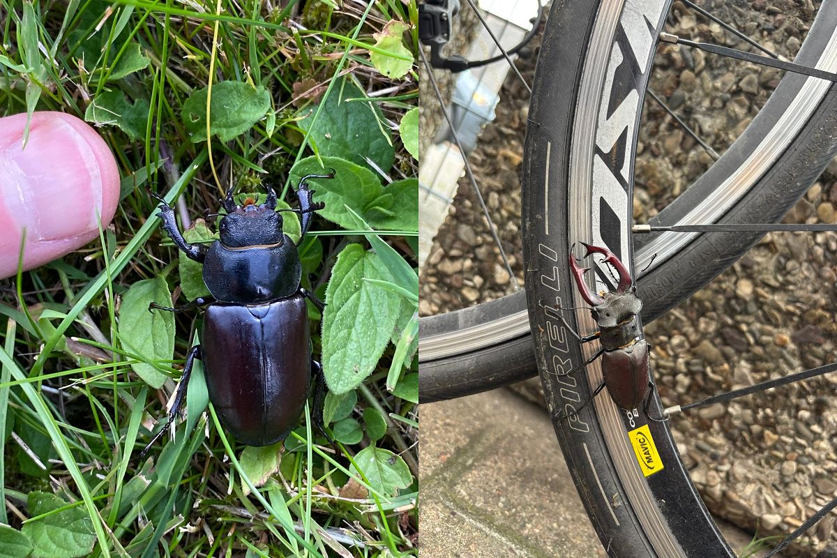 li.: Das etwas kleinere Hirschkferweibchen sucht sich einen alten Obstbaum; re.: Ein imposanter Hirschkfer sucht scheinbar eine Mitfahrgelegenheit. Er kann allerdings selbst auch fliegen. (Fotos: Frank und Jakob Krause)