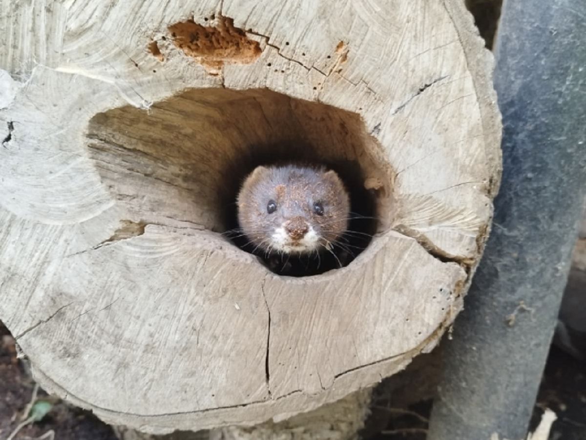 Gestatten - "Karl-Heinz". (Foto: Petra Becker / Zoo Neuwied gGmbH)