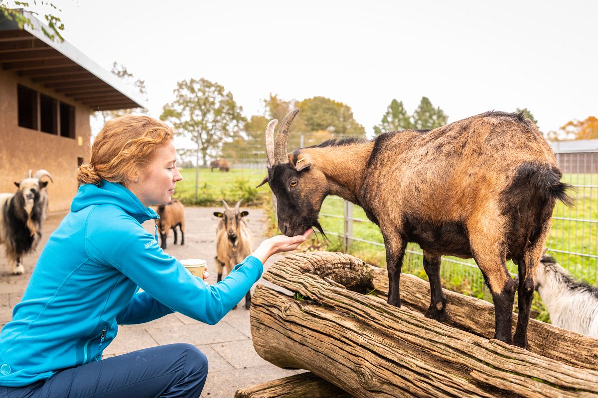 Wildpark hautnah erleben: Spannende Fhrung mit Ranger in Bad Marienberg
