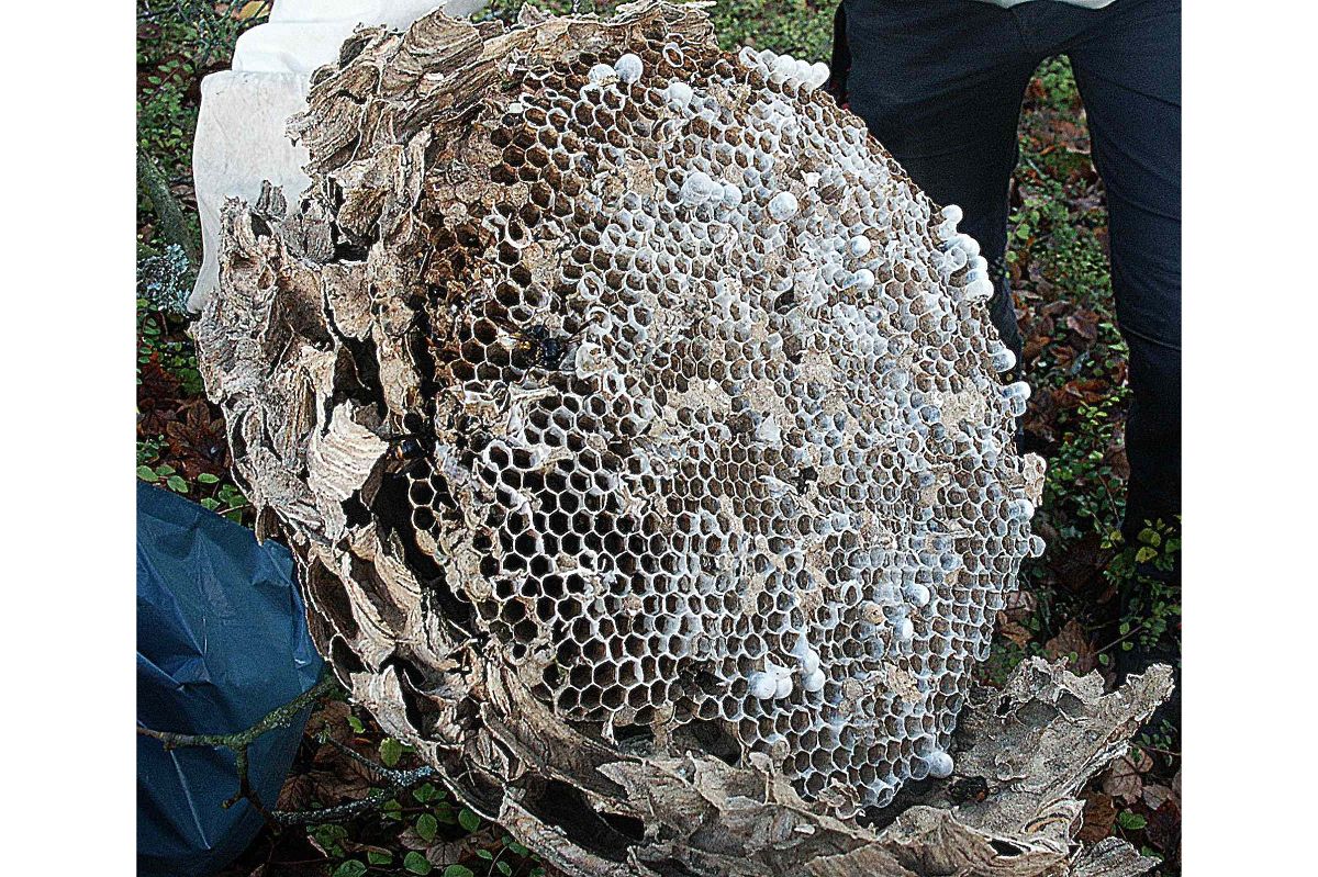 (Fotos: Bernhard Theis)