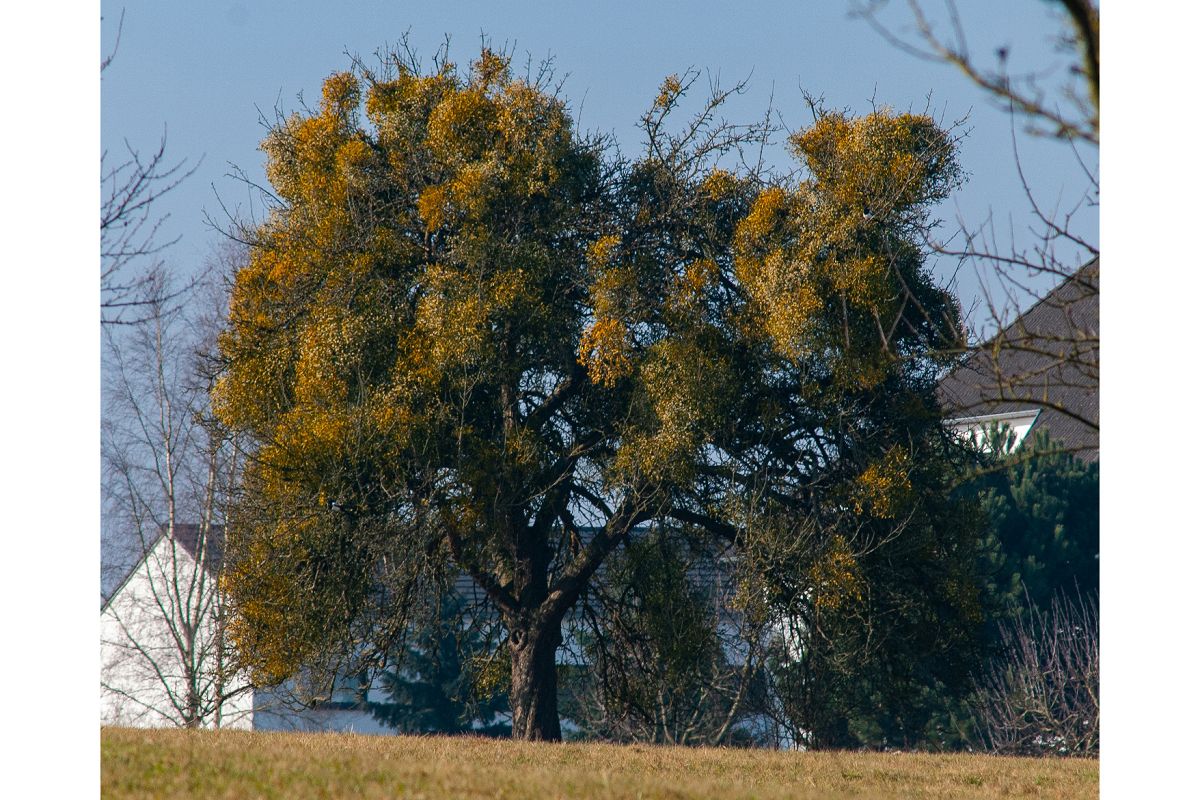 Apfelbaum mit starkem Mistelbefall. (Foto: Marcel Weidenfeller)