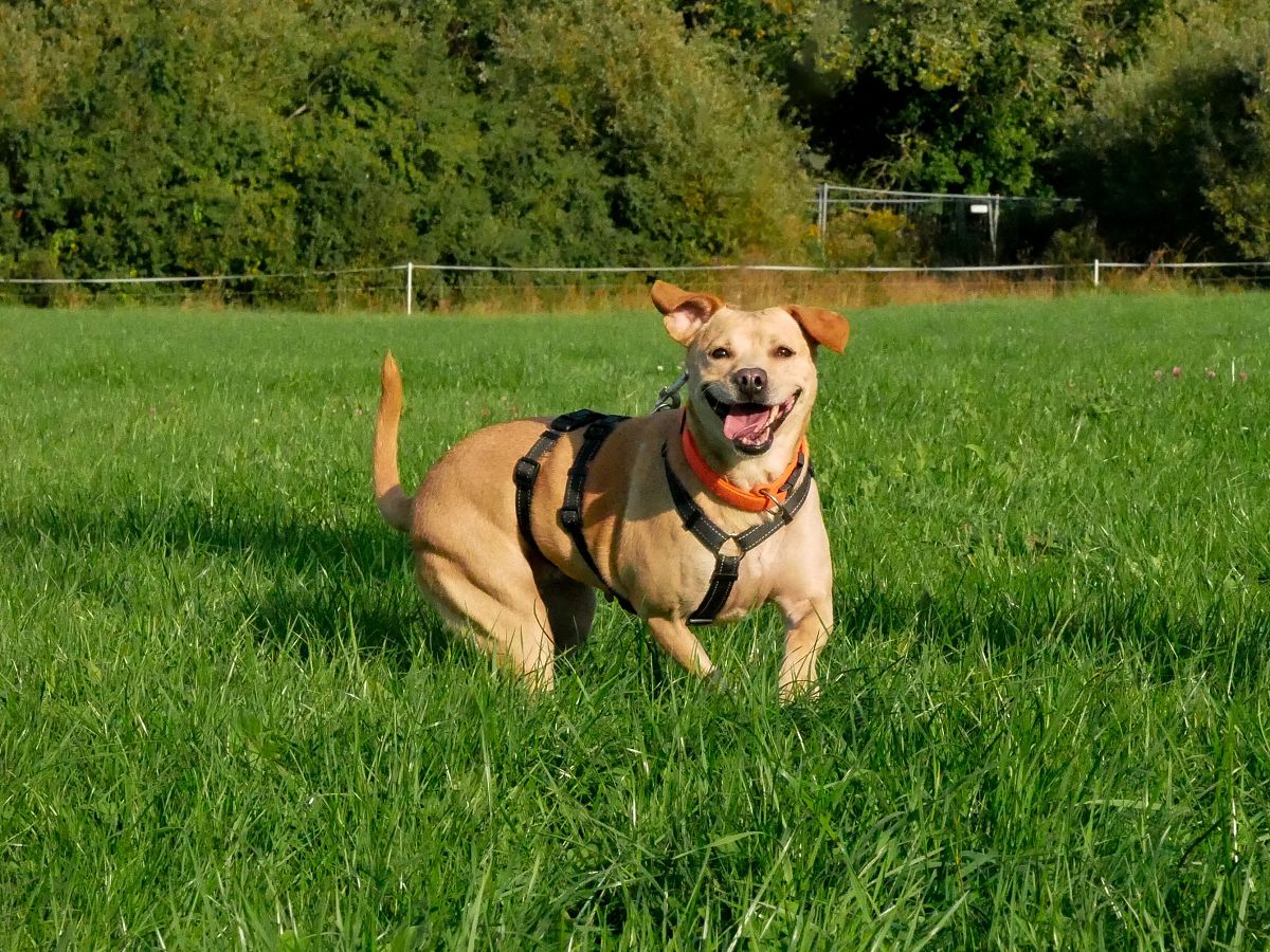 (Fotos: Tierheim Ransbach-Baumbach)