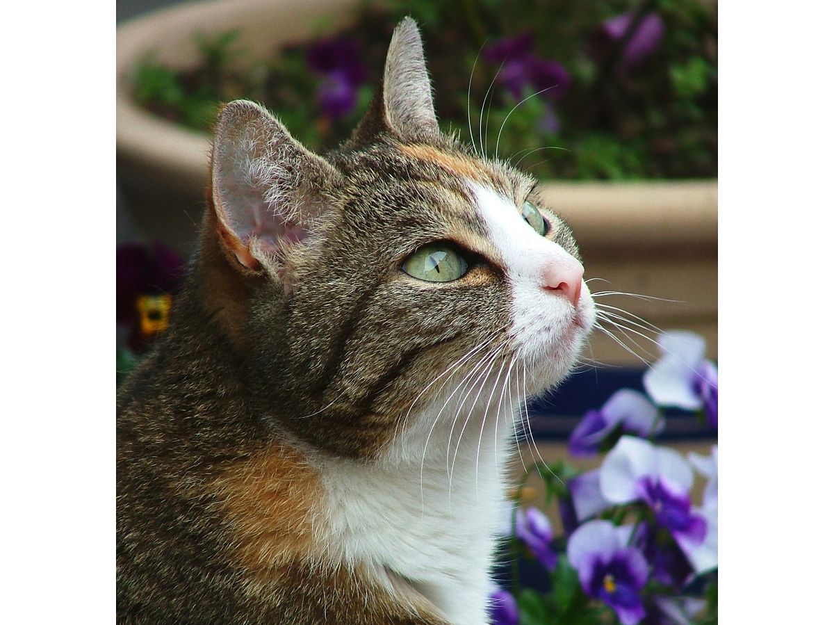 Maxie. (Foto: Doris Litz/Katzenhilfe Neuwied e.V.)