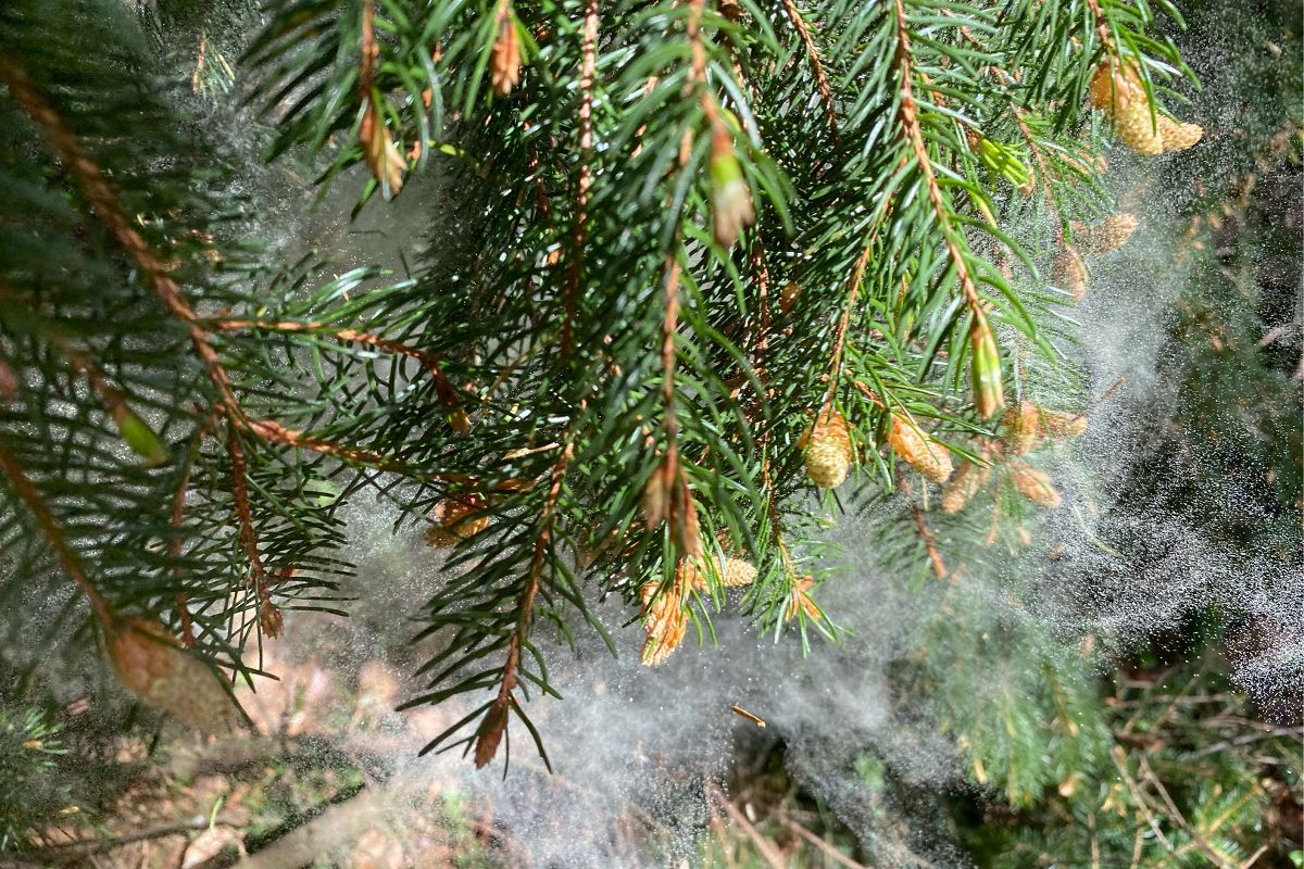 Hier einer der Hauptverursacher der gelbgr�nen Wolken, die Fichte. Sie bl�ht ca. alle 3 Jahre. (Foto: Frank Krause)