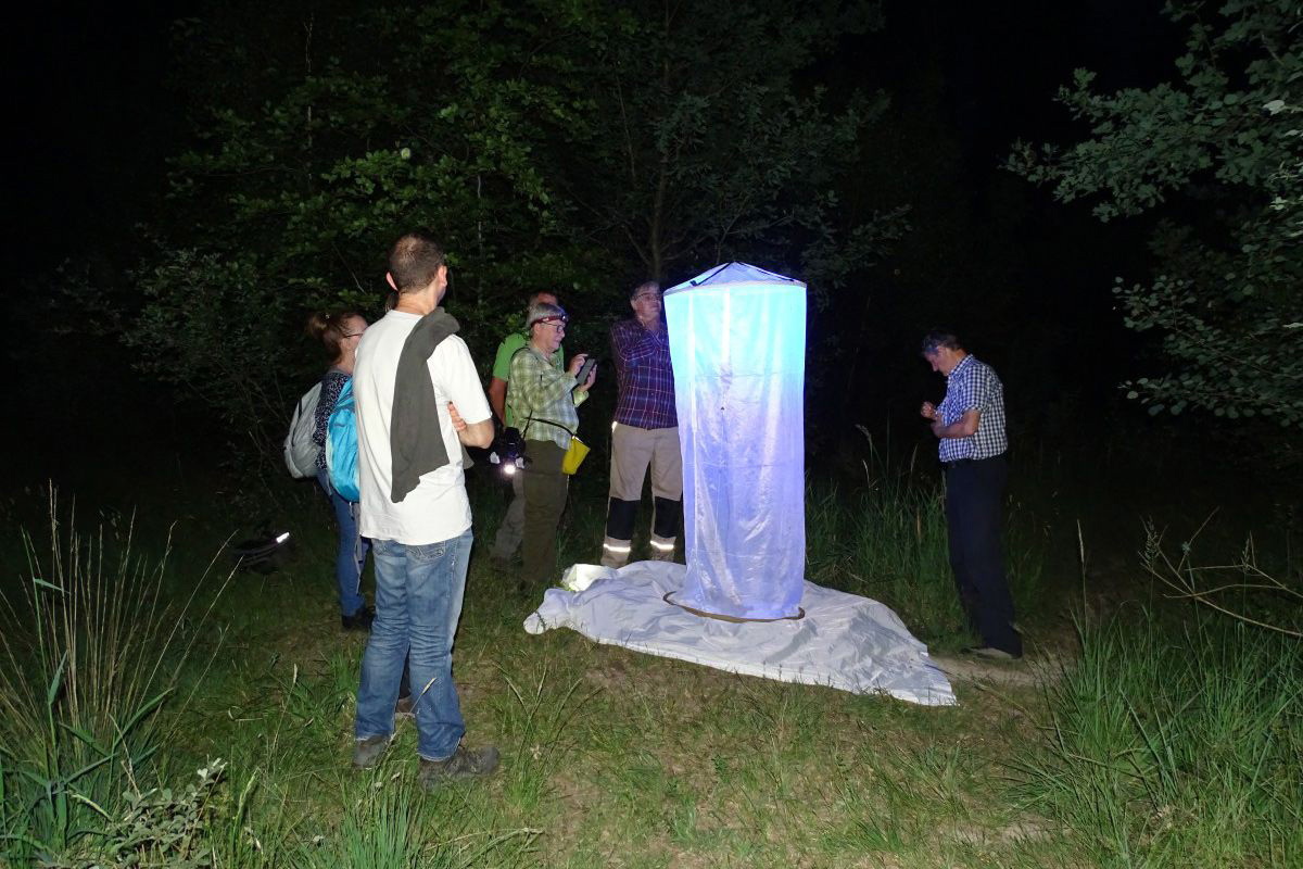Lichts�ule Nachtfalter. (Foto: Robert Klein)