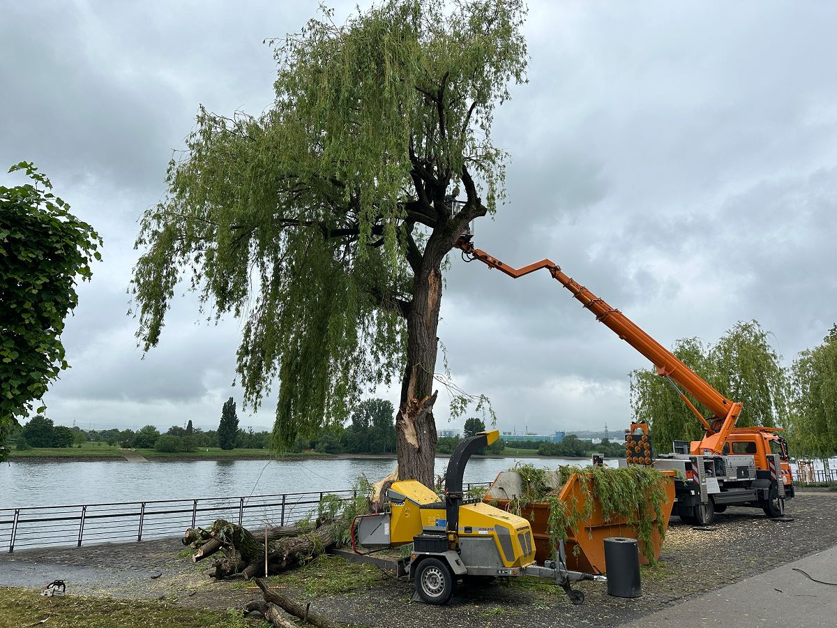 Auf dem Deichvorgel�nde musste eine Weide gef�llt werden, um die Sicherheit der Menschen zu gew�hrleisten. Nachdem ein gro�er Ast ausbrach, h�tte der Baum umkippen k�nnen. (Foto: Dennis Steinhardt/SWN)