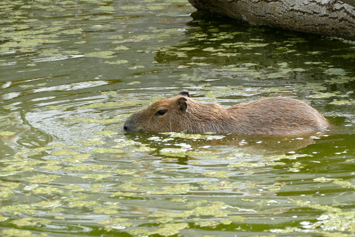 Cabybara. (Foto: Franziska Waked)