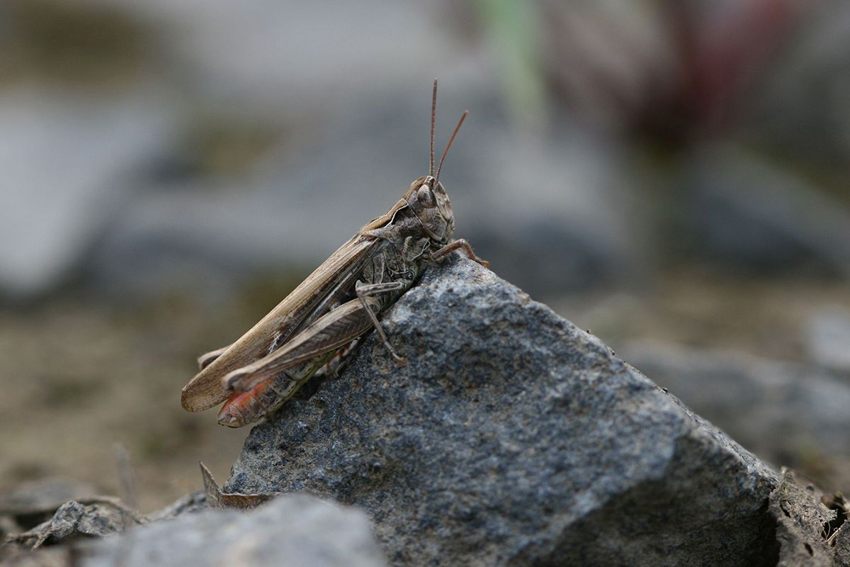 Der Braune Grash�pfer (Chorthippus brunneus) besiedelt vegetationsarme Rohbodenfl�chen. (Foto: Philipp Schiefenh�vel)