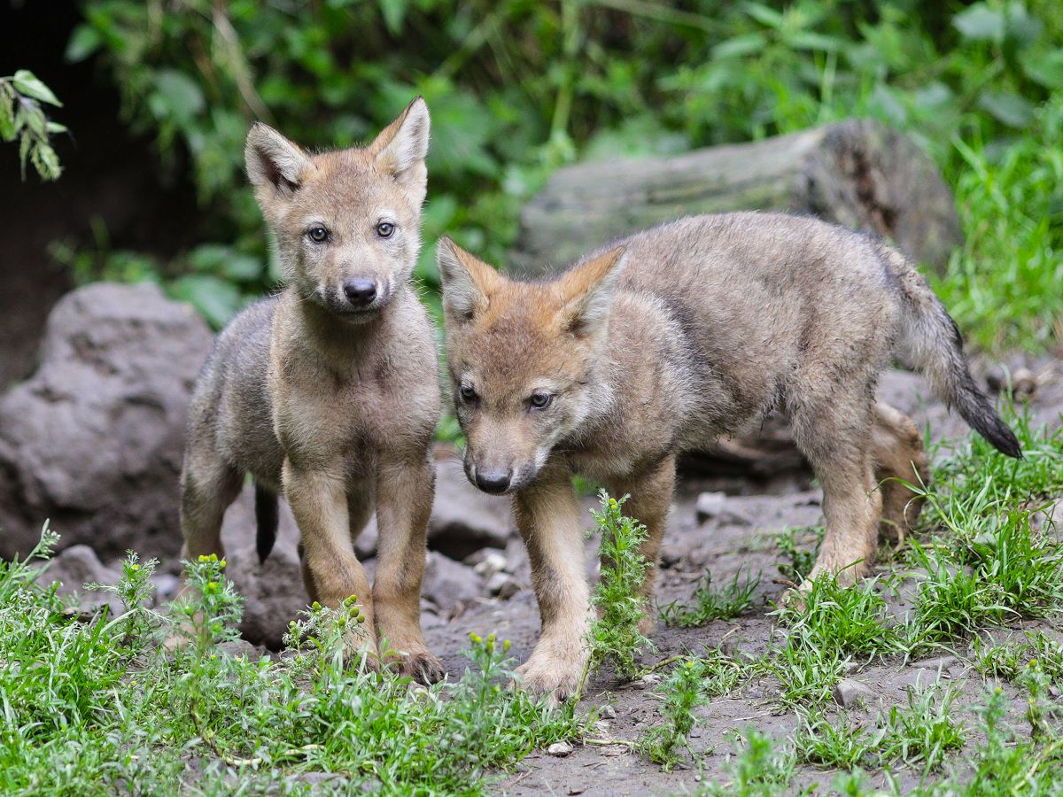 Wolf-Sonntag an der Westerw�lder Seenplatte informiert