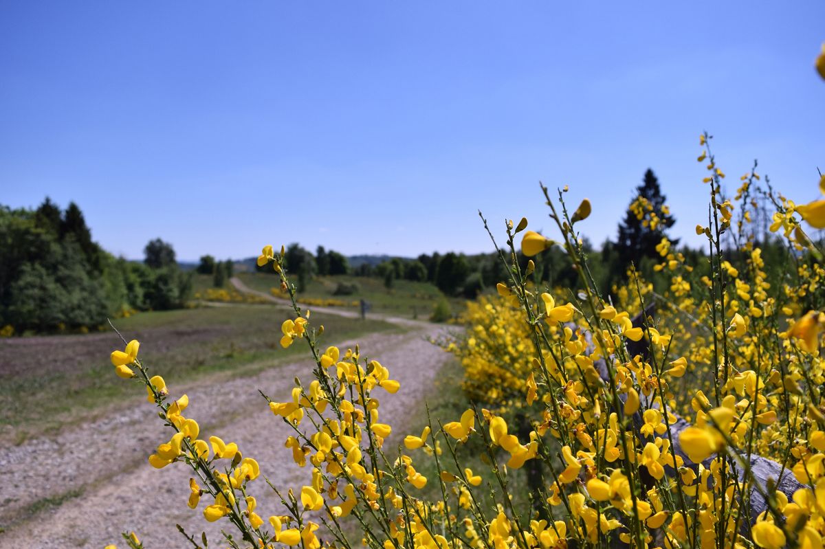 Erlebnisreicher Tag der Biologischen Vielfalt auf der Trupbacher Heide