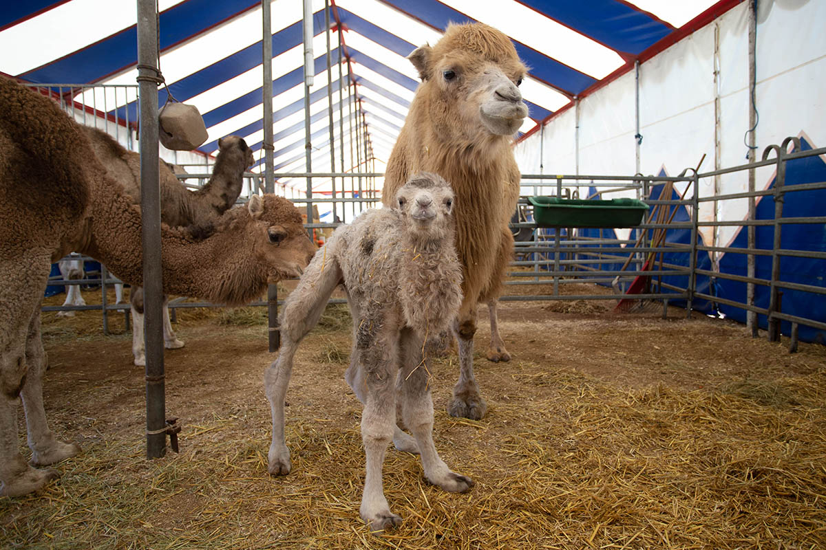 Solaika und Archibald sind Eltern geworden