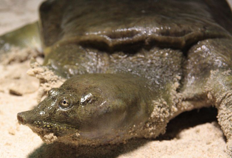 Harte Schale, weicher Kern: Schildkrten im Zoo Neuwied