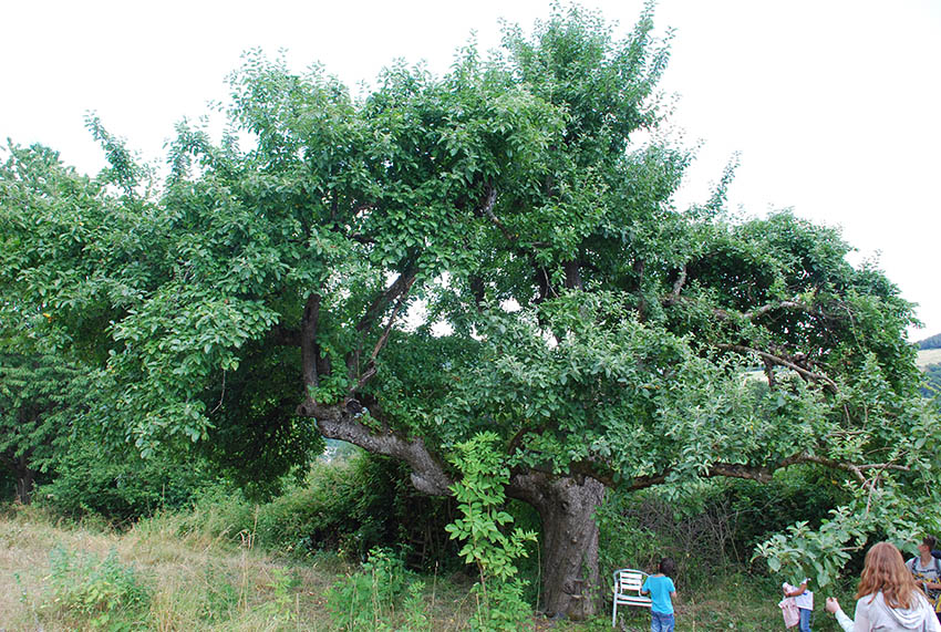 Stolze 150 Jahre weist dieser Apfelbaum auf. Fotos: Claudia Heinrich-Börder