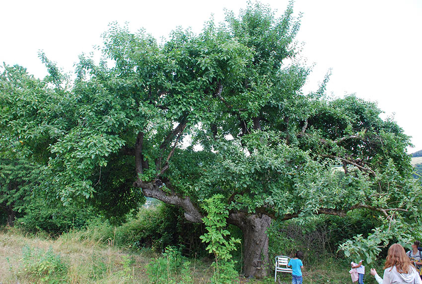 Stolze 150 Jahre weist dieser Apfelbaum auf. Fotos: Claudia Heinrich-Brder