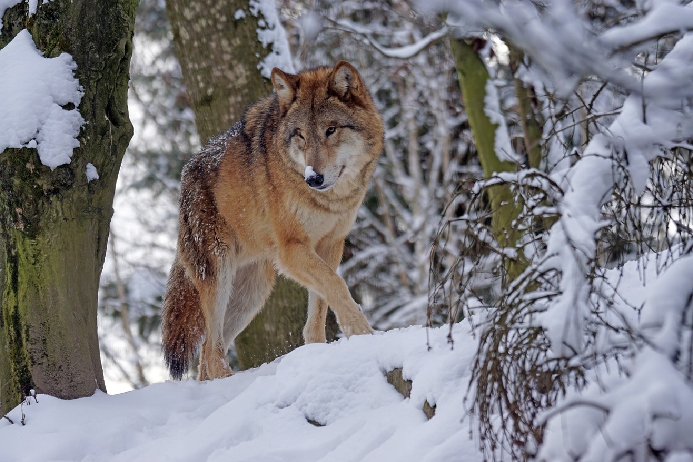 DNA-Abstriche besttigen: Wlfe aus zwei verschiedenen Rudeln im Westerwald nachgewiesen