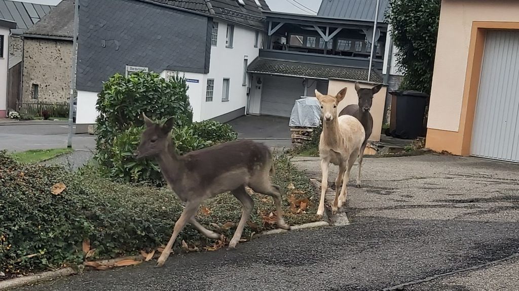 Damwild berfllt Grten in Caan