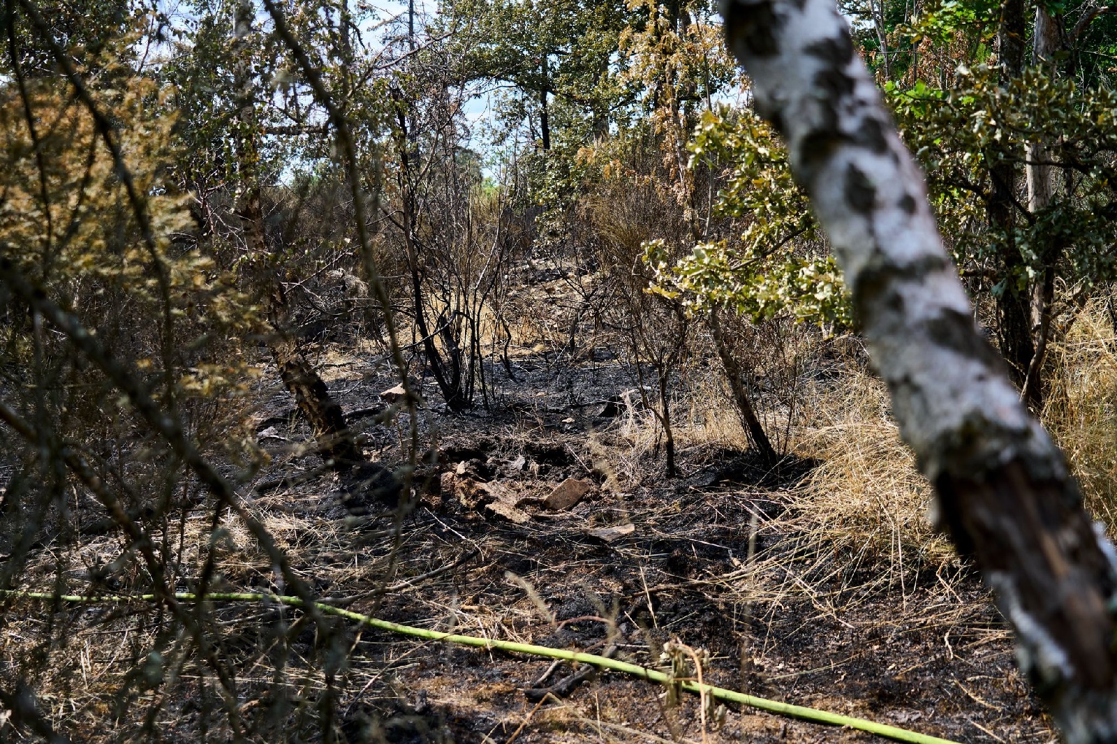 Waldbrand bei Traisen: Einsatzkr�fte kurz vor Abschluss