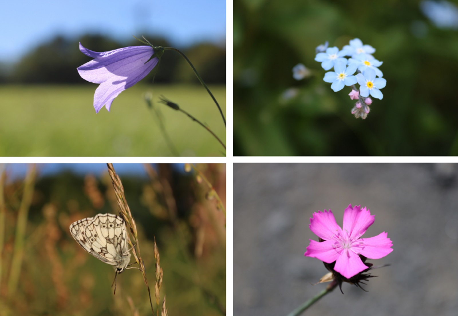 Faszination der Wildblumenwelt. (Fotos: Katharina Burk)