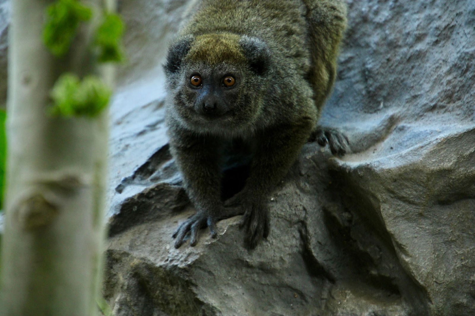 Alaotra-Halbmaki im Zoo Neuwied. (Foto: Ben Ulrich/Zoo Neuwied/dpa)