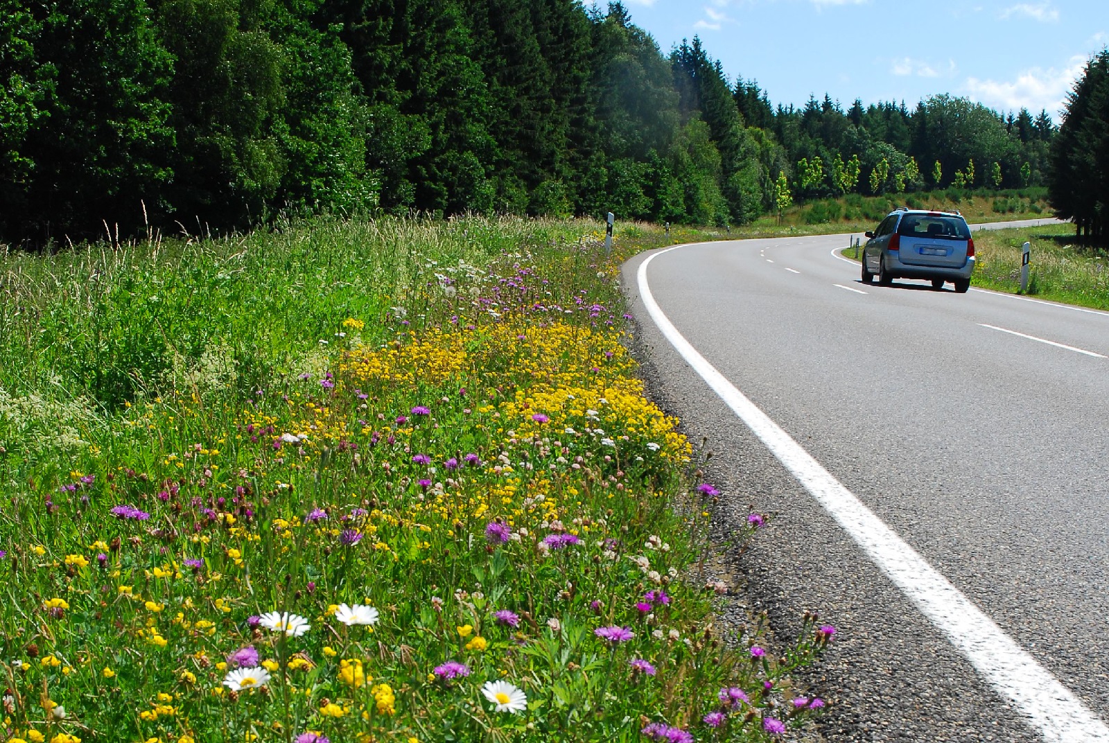 Bl�tenreicher Fahrbahnrand. (Foto: Peter Fasel)