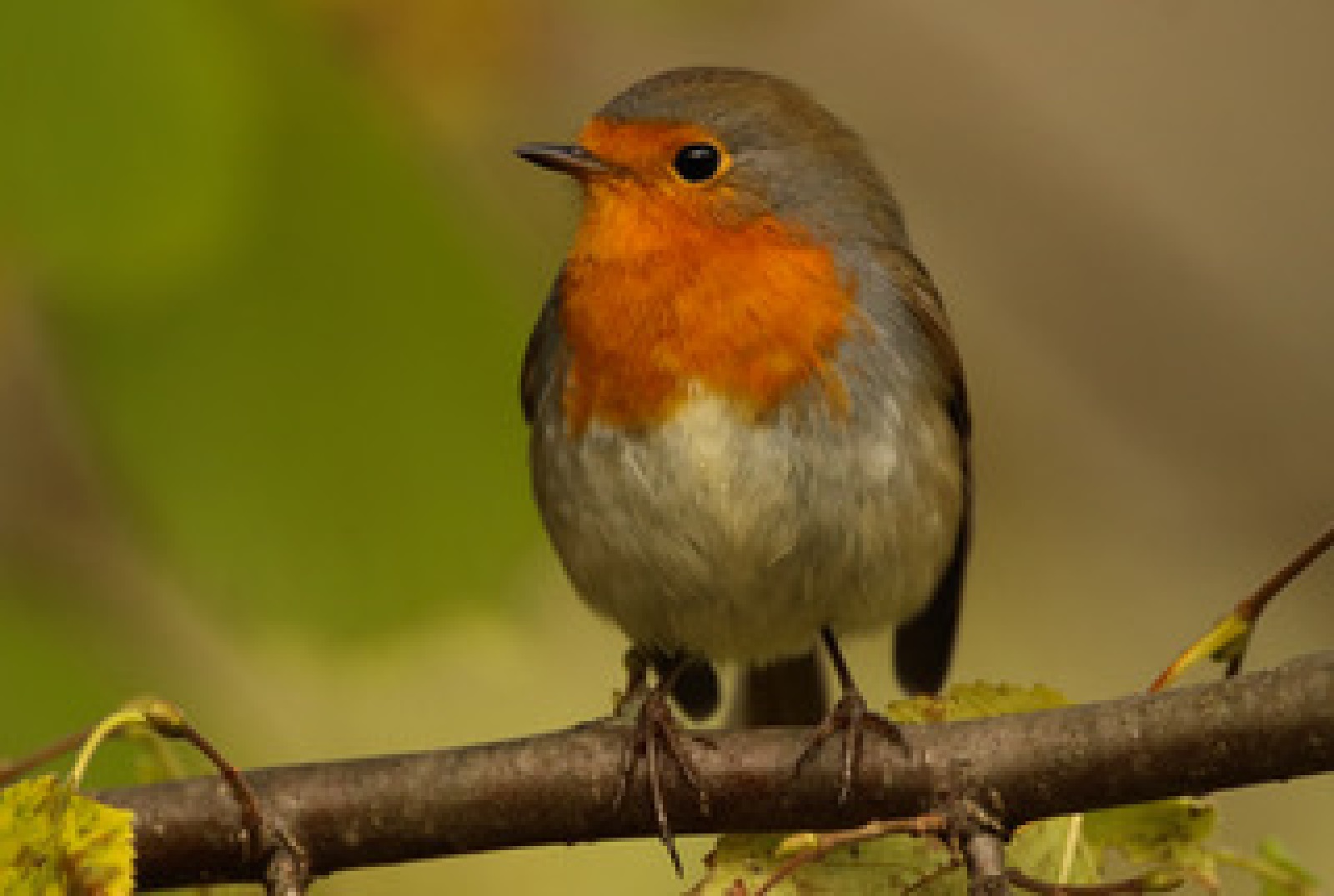 Rotkehlchen. (Foto: Anne Neidh�fer)