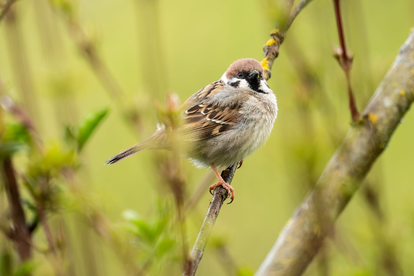 Mehr als die H�lfte der Brutvogelarten in Rheinland-Pfalz ist bedroht