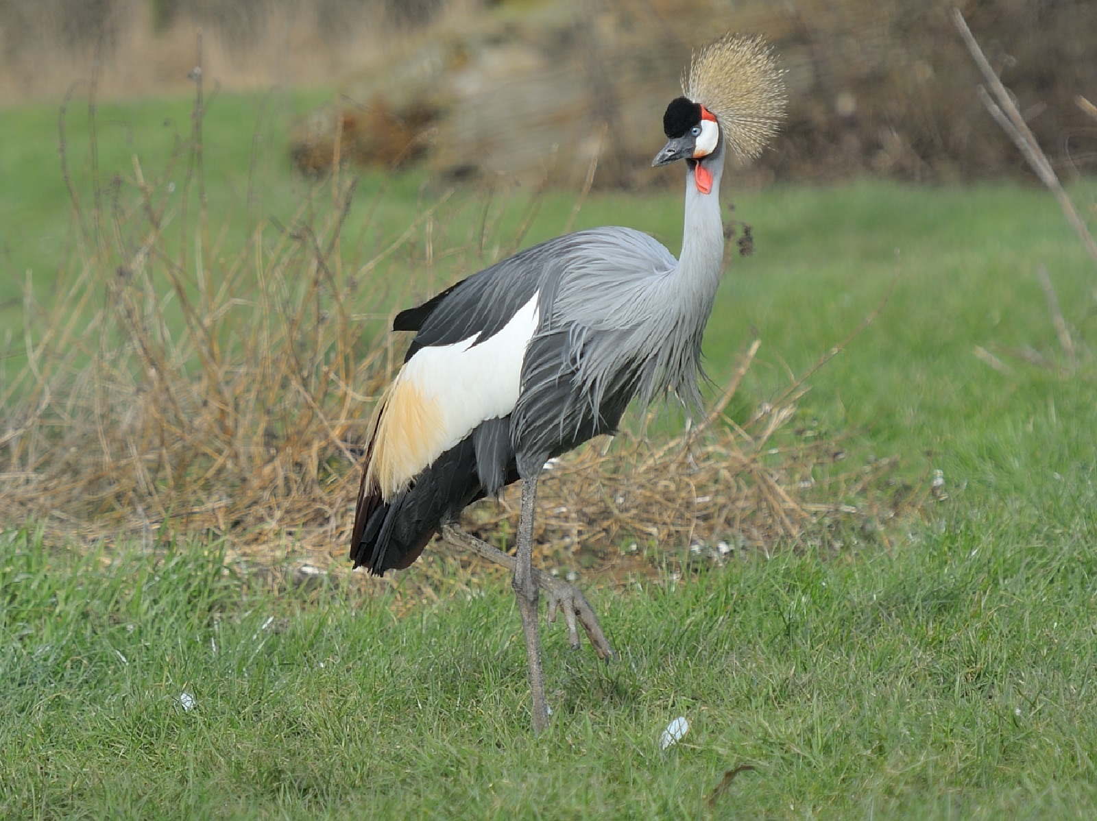 Grauer Kronenkranich. (Foto: Ian Turner)
