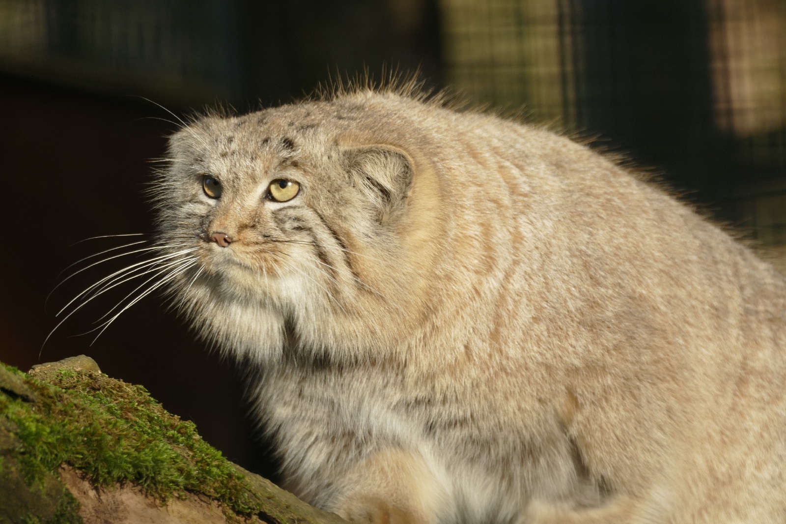 Seltene Manule kehren in den Zoo Neuwied zur�ck