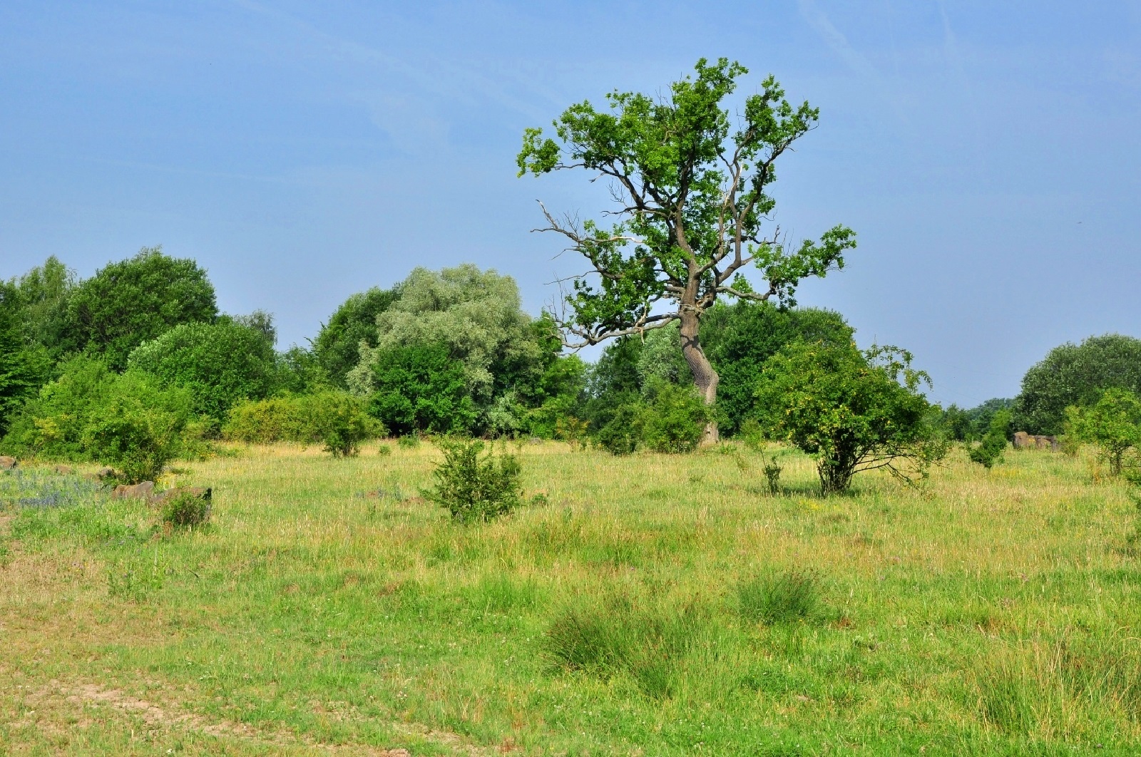 Naturschutz in der Kulturlandschaft: Zwischen Erhalt und Eingriff