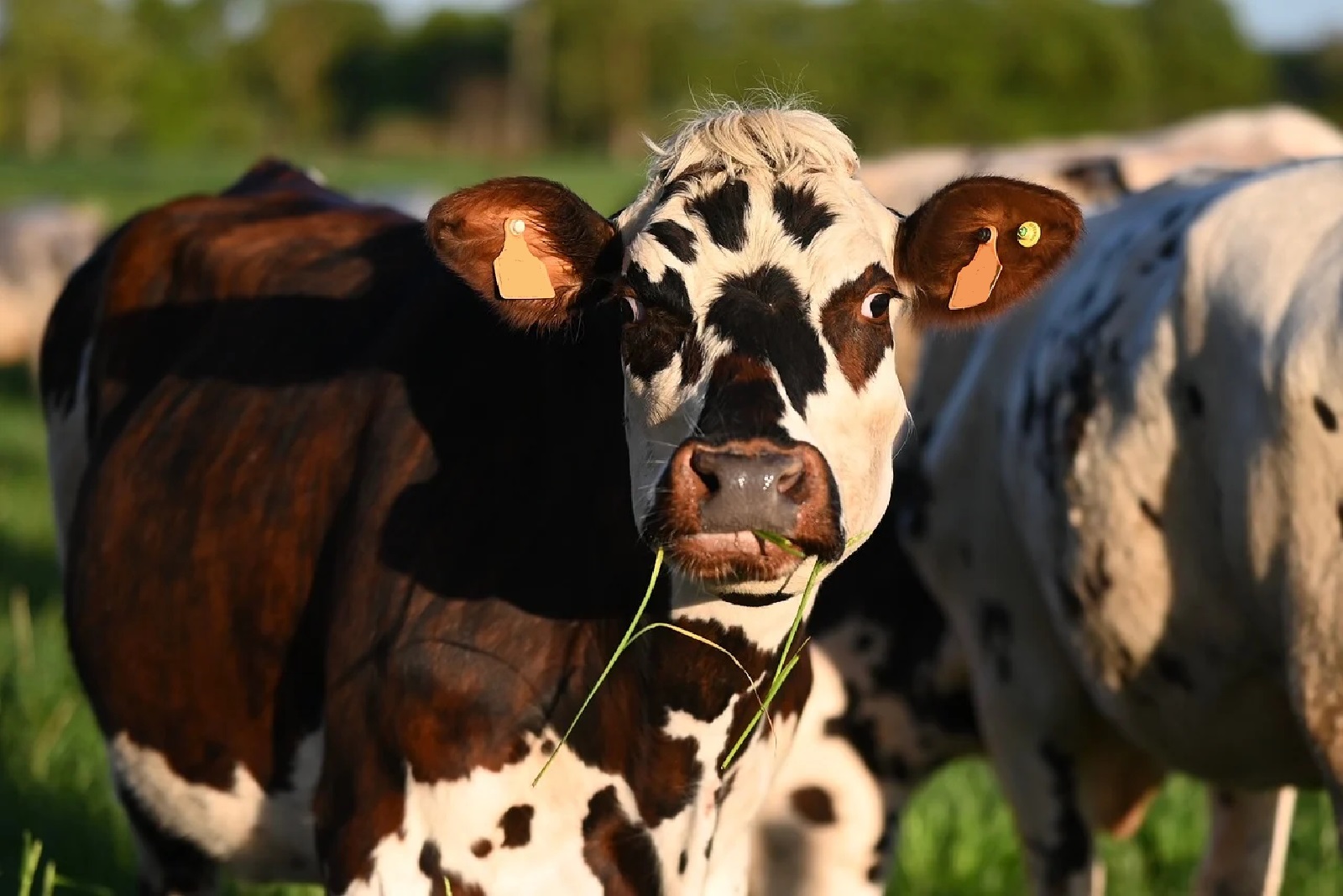 Blauzungenkrankheit breitet sich in Rheinland-Pfalz aus
