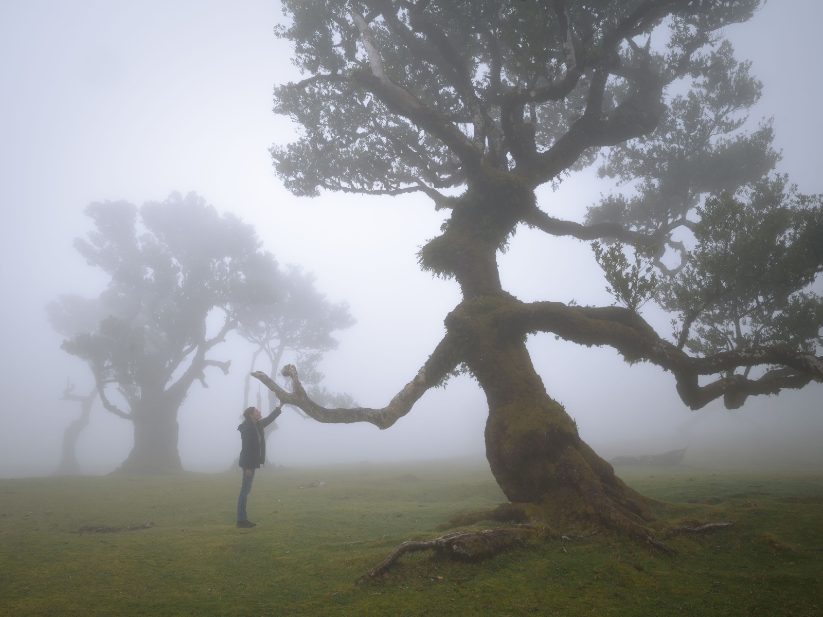 Ein Abend der Sinne: Die Kraft des Waldes im Cinexx Hachenburg