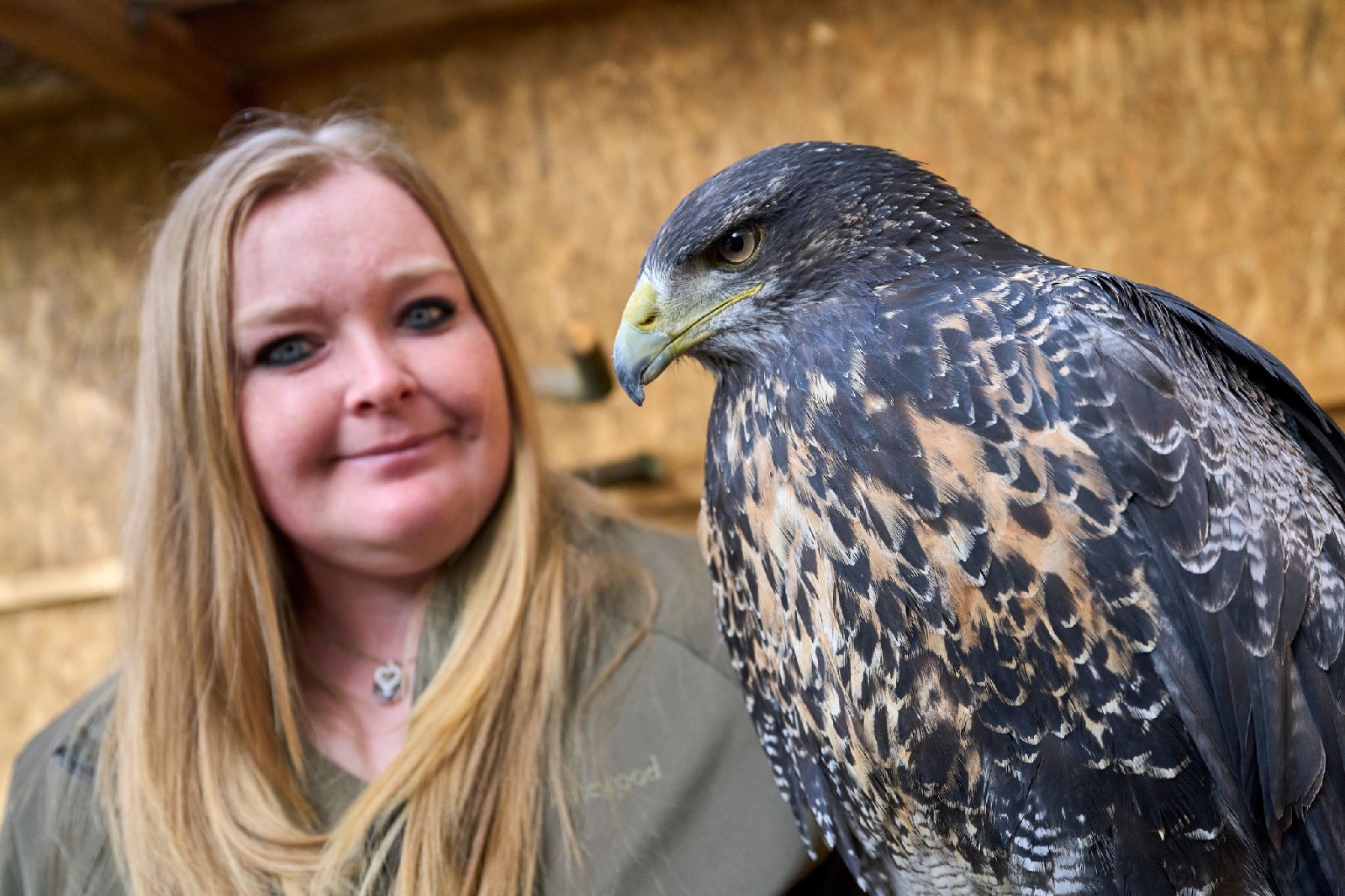 Vogelgrippe - Falknerei in Bad Marienberg bleibt geschlossen. (Foto: Sascha Ditscher/dpa)