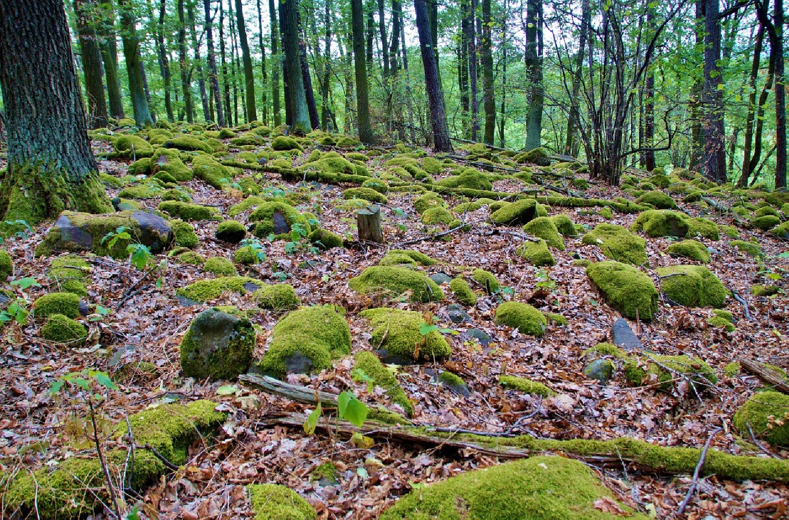 Wanderung am Tag des Geotops: Ein Erlebnis fr die ganze Familie