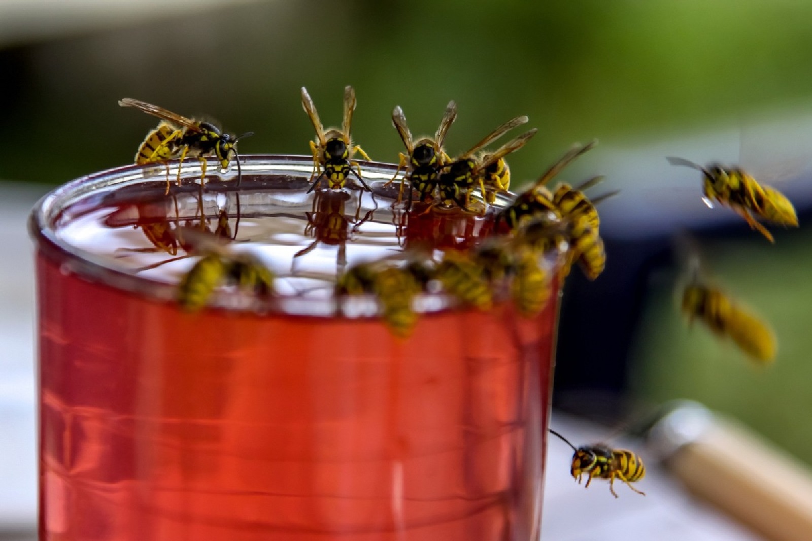 Im Sptsommer knnen Wespen nervig sein. (Foto: VZ NRW/adpic)