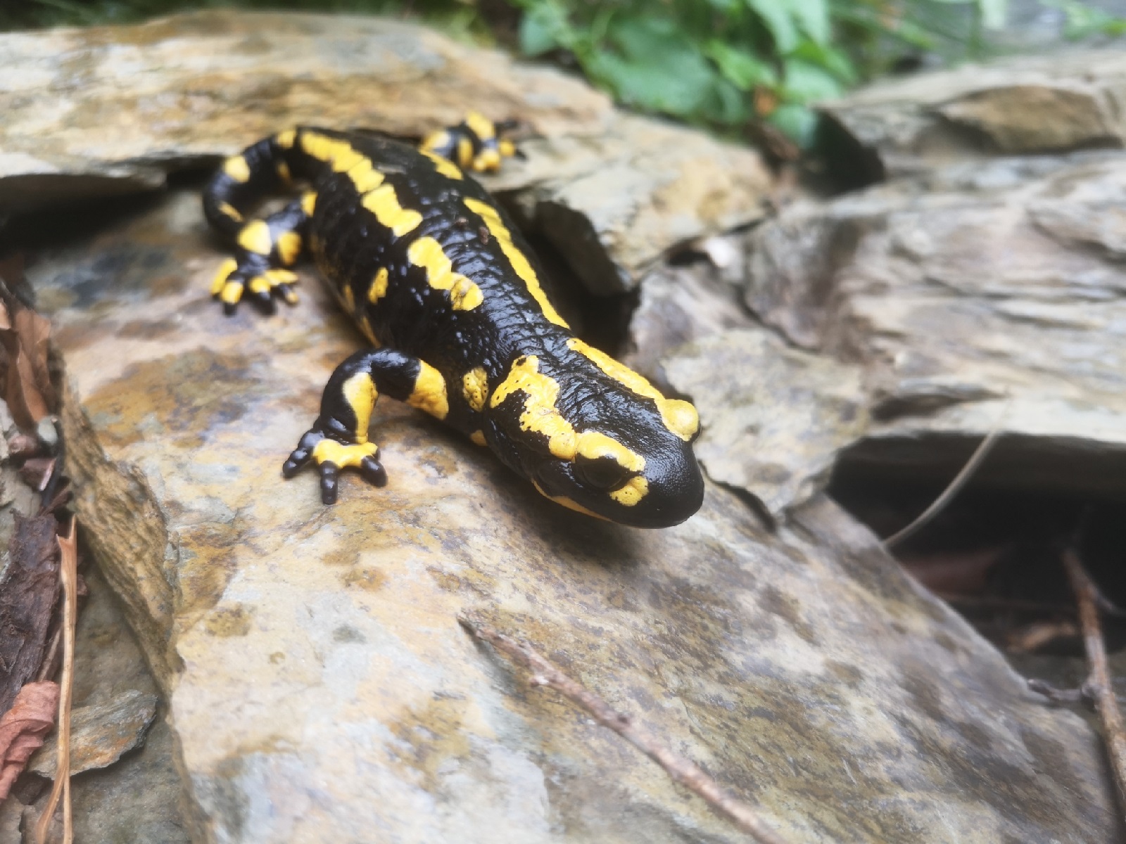 Ein Tag fr den Feuersalamander im Zoo Neuwied