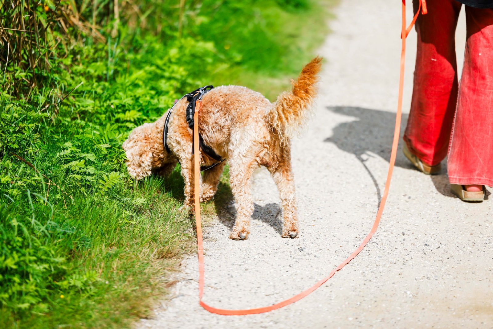 Groe Unterschiede bei Hundesteuer in Rheinland-Pfalz