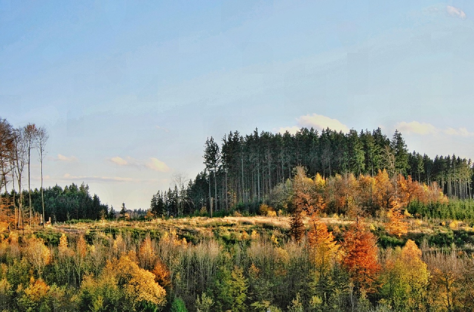 Wie sieht der Wald in Zukunft aus? (Fotoquelle: Pixabay)