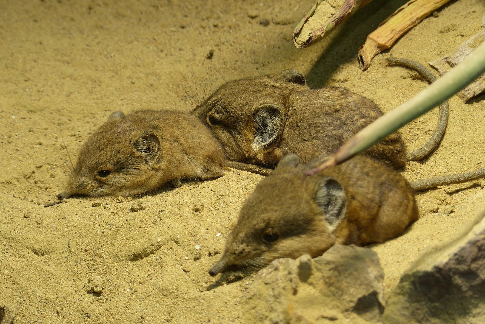 Rsselspringer sind bei den Besuchern beliebt. (Fotoquelle: Zoo Neuwied gGmbH)