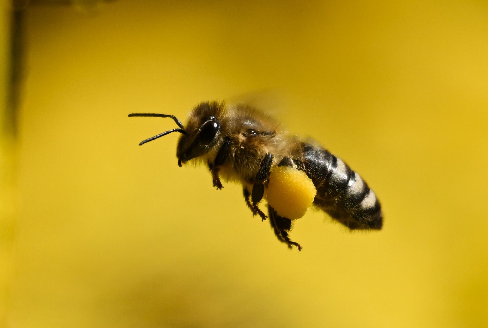 Biene mit Bltenpollen. (Foto: Arne Dedert/dpa)