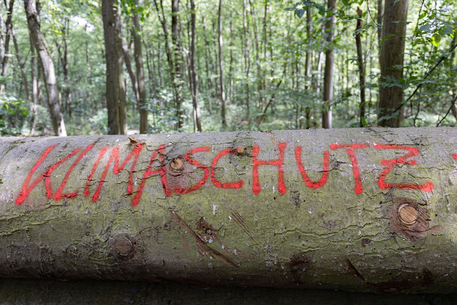 Landtag in Rheinland-Pfalz: Ampel-Koalition einigt sich auf Klimaschutzgesetz