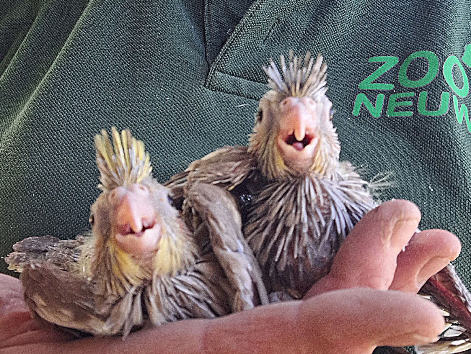 Erfolgreiche Brutsaison in der Australien-Voliere des Zoos Neuwied