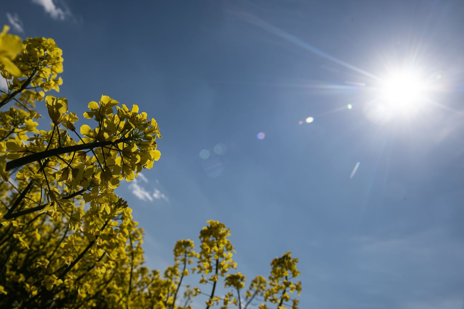 Sonnige Tage in Rheinland-Pfalz - Temperaturen steigen bis zu 27 Grad