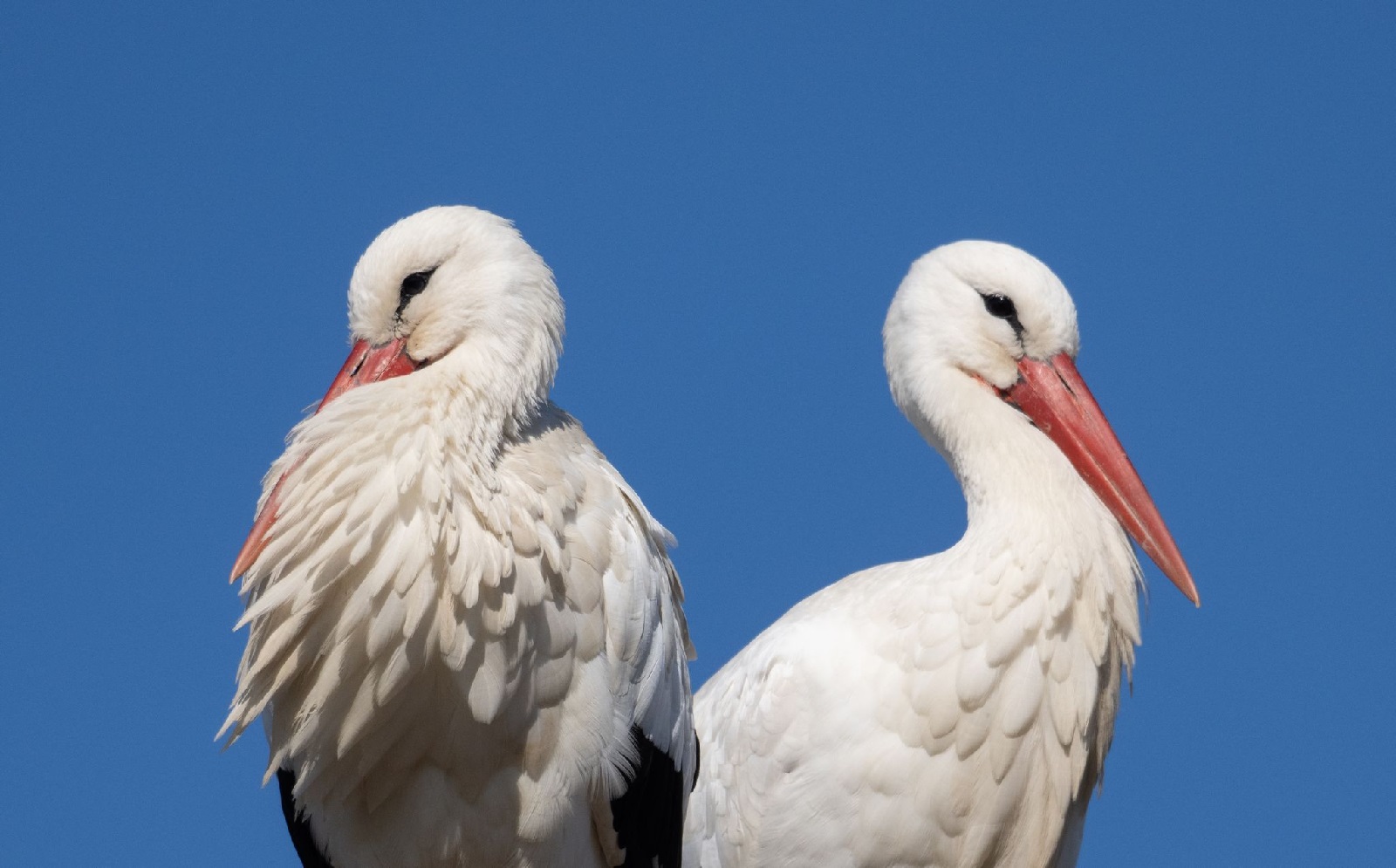 Strche vor blauem Himmel. (Foto: Boris Roessler/dpa)