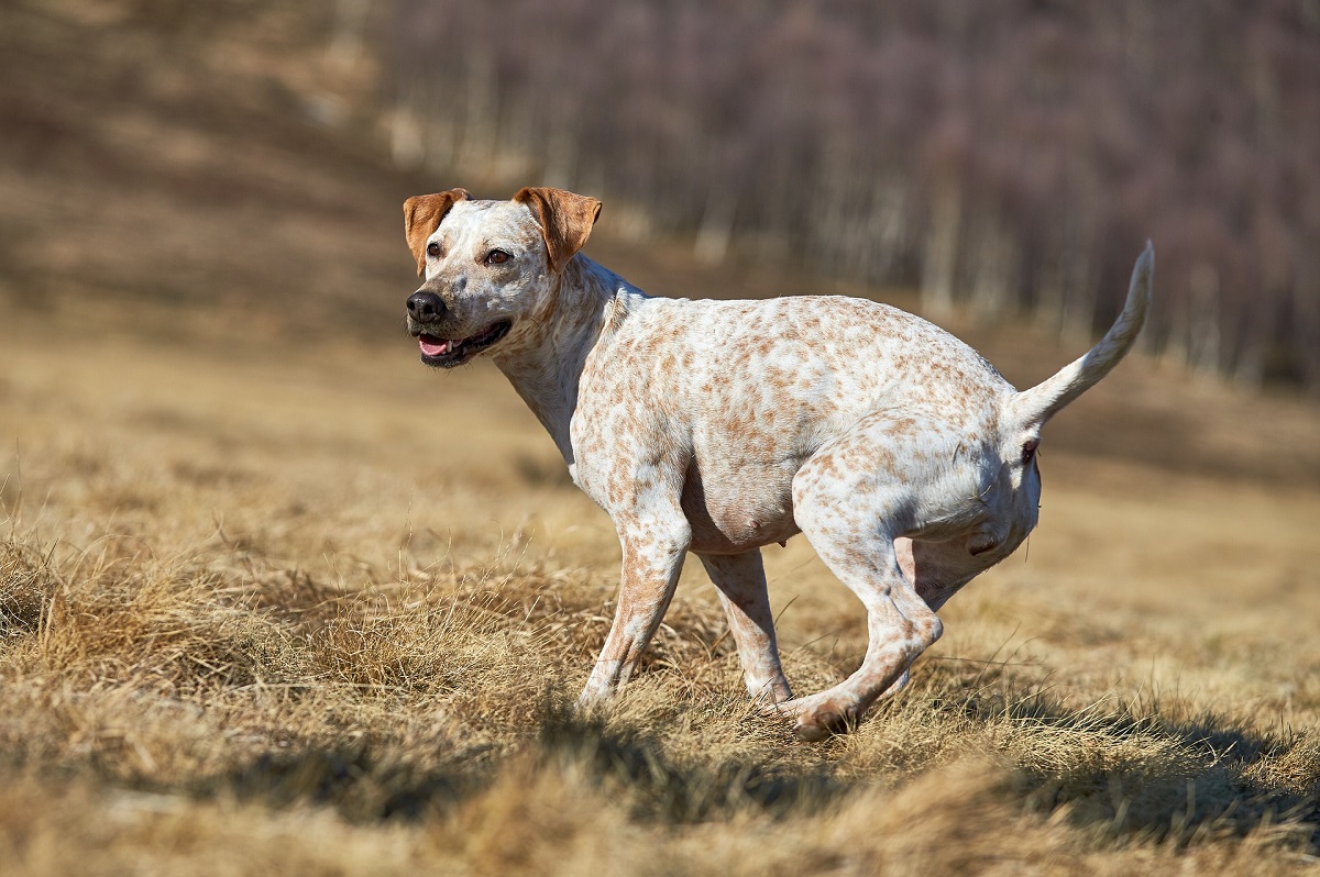 Wenn ein Hund unkontrolliert hetzen sollte, kann es unschn fr Tier und Mensch werden. (Symbolbild)