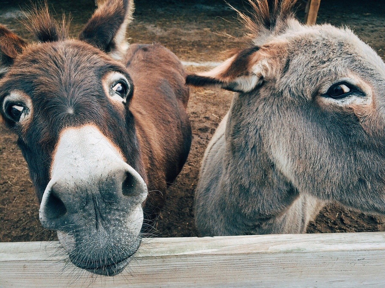 Was knnen wir von Eseln lernen? Das Haus Felsenkeller geht dem Thema in einem Online-Seminar nach. (Symbolbild)